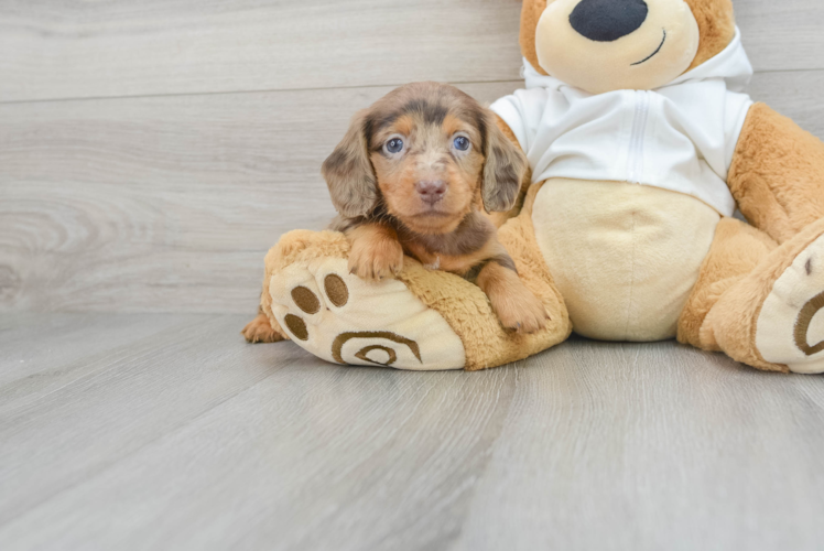 Dachshund Puppy for Adoption