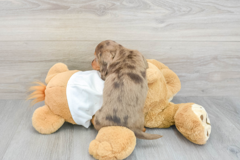 Best Dachshund Baby