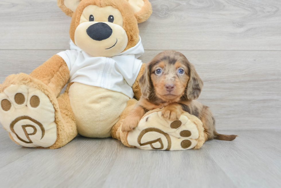Cute Dachshund Purebred Pup
