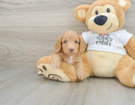 5 week old Dachshund Puppy For Sale - Seaside Pups