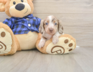 5 week old Dachshund Puppy For Sale - Seaside Pups