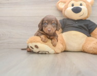 6 week old Dachshund Puppy For Sale - Seaside Pups