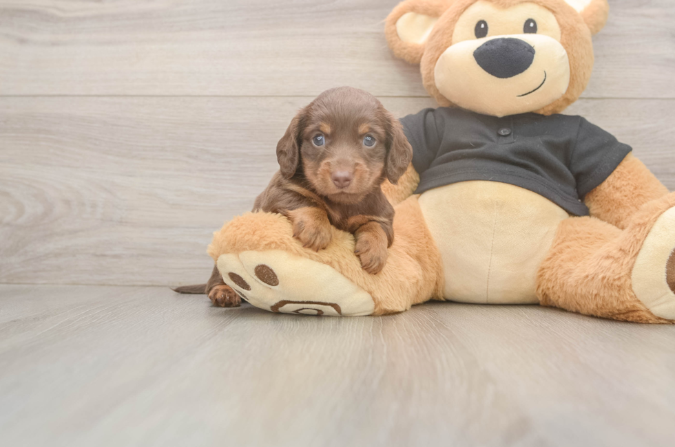 5 week old Dachshund Puppy For Sale - Seaside Pups