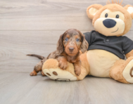 5 week old Dachshund Puppy For Sale - Seaside Pups
