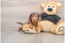 Cute Doxie Purebred Puppy