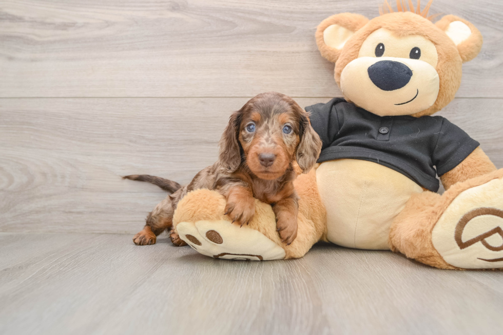 Cute Doxie Purebred Puppy