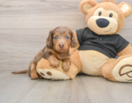 5 week old Dachshund Puppy For Sale - Seaside Pups