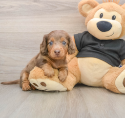 7 week old Dachshund Puppy For Sale - Seaside Pups