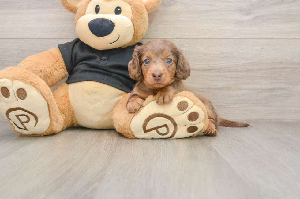 Cute Dachshund Baby
