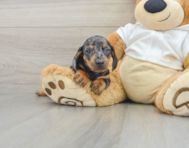 6 week old Dachshund Puppy For Sale - Seaside Pups