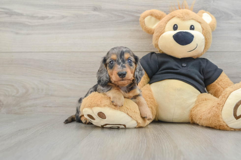 7 week old Dachshund Puppy For Sale - Seaside Pups