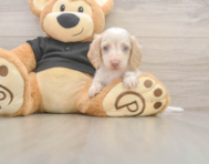 6 week old Dachshund Puppy For Sale - Seaside Pups