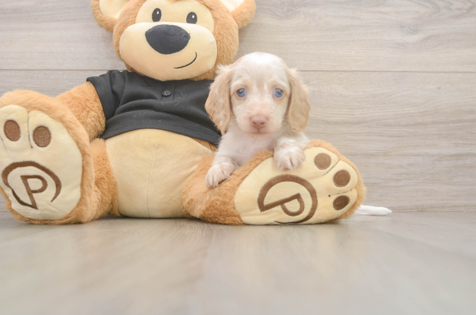 6 week old Dachshund Puppy For Sale - Seaside Pups