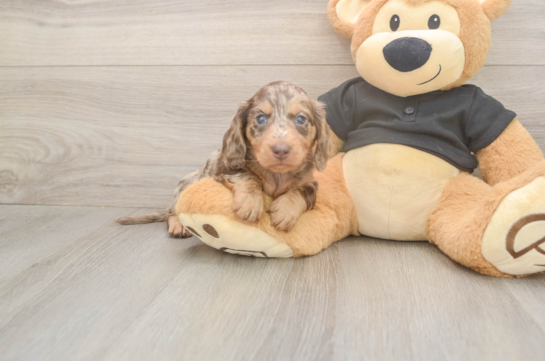 Dachshund Puppy for Adoption
