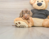 6 week old Dachshund Puppy For Sale - Seaside Pups