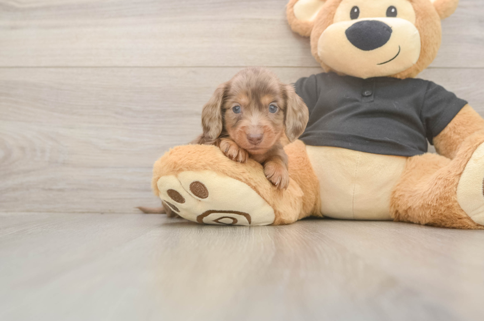 5 week old Dachshund Puppy For Sale - Seaside Pups