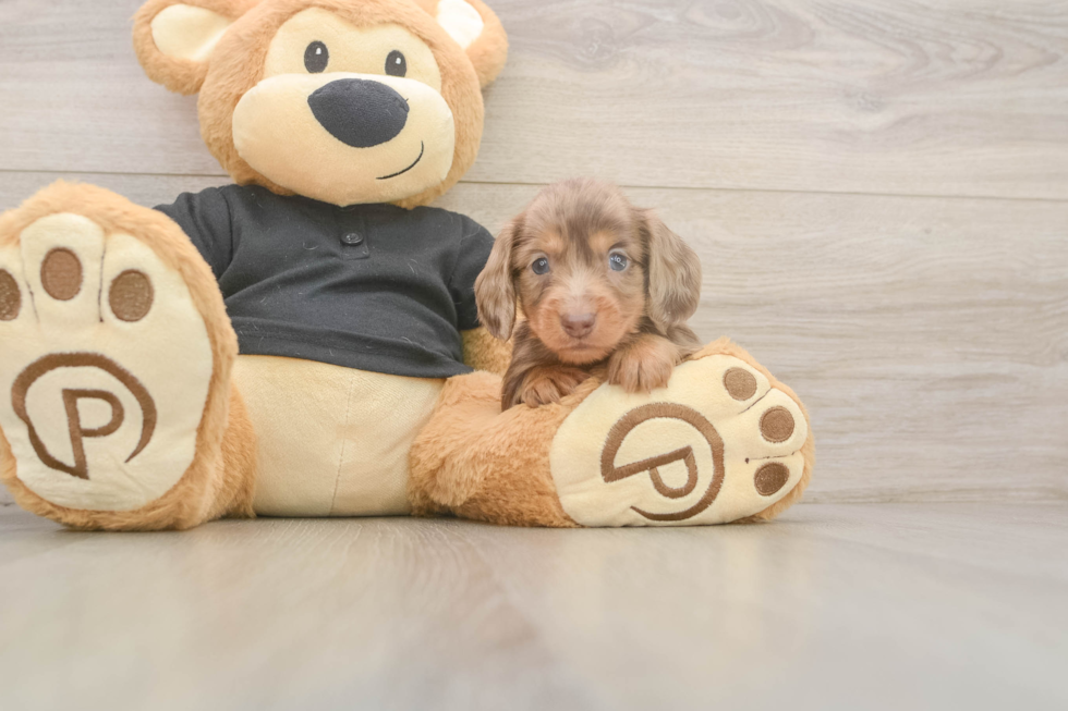 Cute Dachshund Purebred Pup