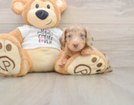 5 week old Dachshund Puppy For Sale - Seaside Pups