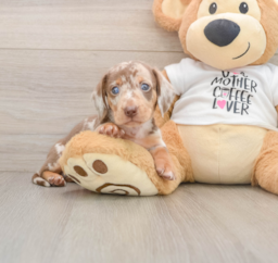 5 week old Dachshund Puppy For Sale - Seaside Pups