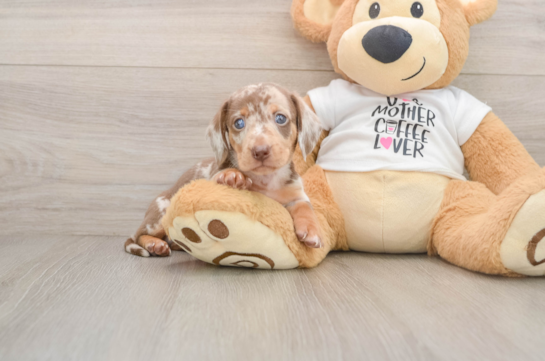 DAPPLE, a Dachshund littermate