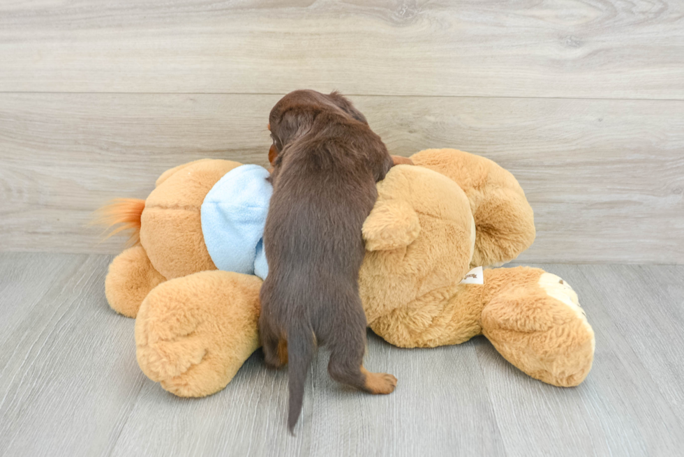 Cute Doxie Purebred Puppy