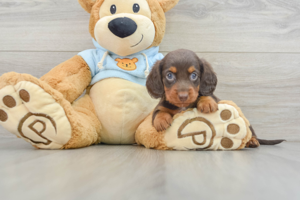 Cute Dachshund Purebred Pup