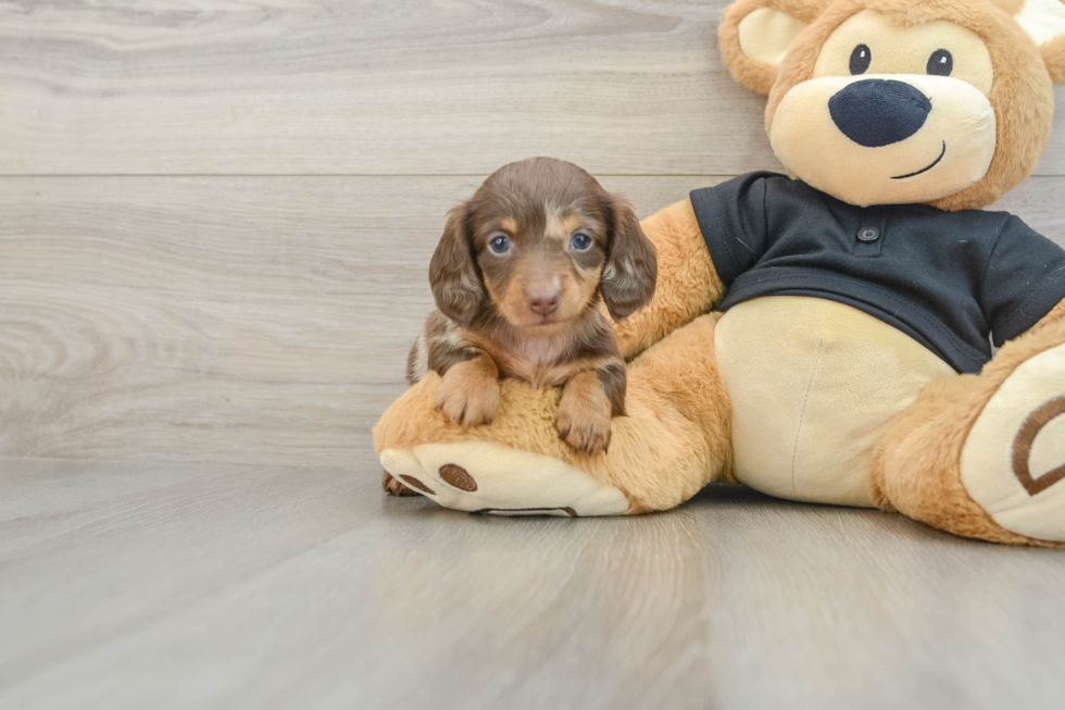 Cute Doxie Purebred Puppy