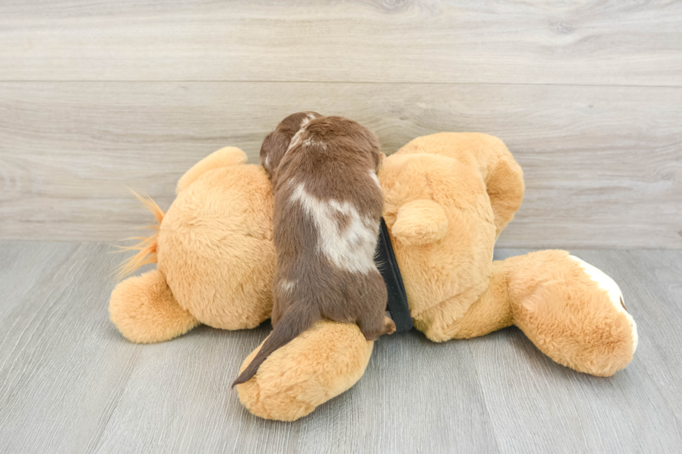 Dachshund Pup Being Cute