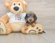 6 week old Dachshund Puppy For Sale - Seaside Pups