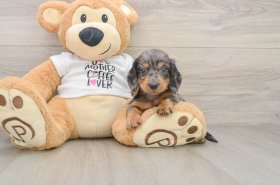 Cute Doxie Purebred Puppy