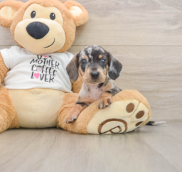 5 week old Dachshund Puppy For Sale - Seaside Pups