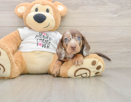 6 week old Dachshund Puppy For Sale - Seaside Pups