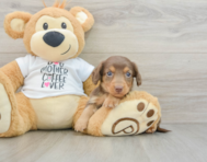 7 week old Dachshund Puppy For Sale - Seaside Pups