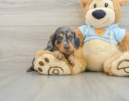 6 week old Dachshund Puppy For Sale - Seaside Pups