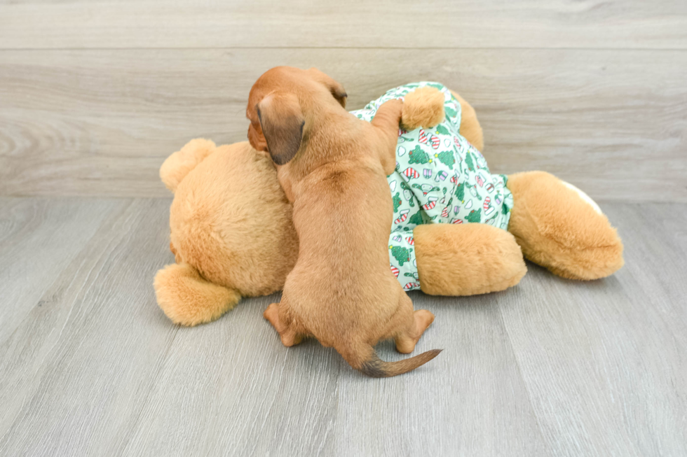 Cute Doxie Purebred Puppy