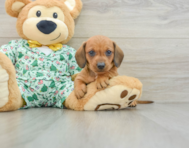 6 week old Dachshund Puppy For Sale - Seaside Pups