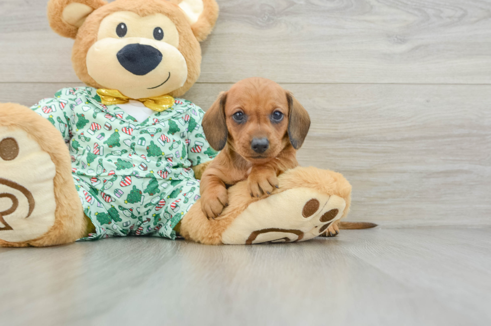 5 week old Dachshund Puppy For Sale - Seaside Pups