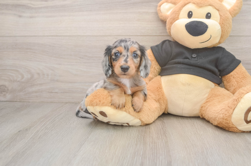 6 week old Dachshund Puppy For Sale - Seaside Pups