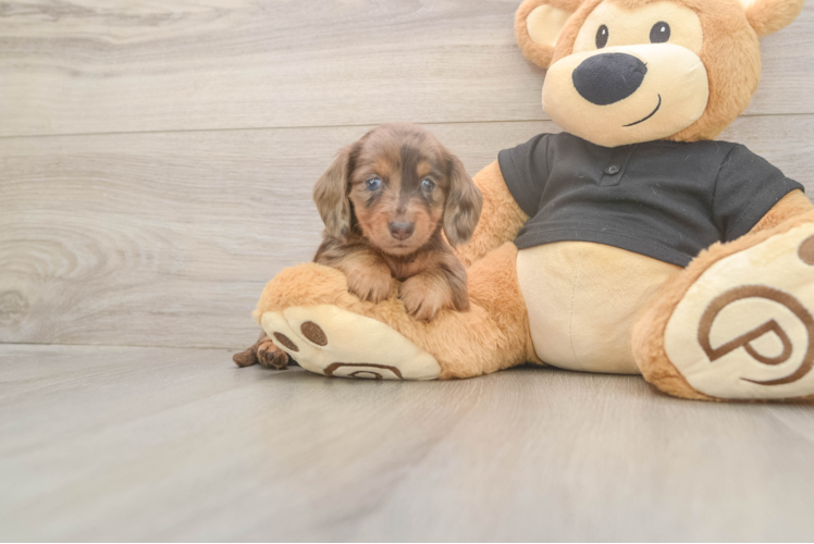 Best Dachshund Baby