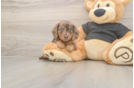 Best Dachshund Baby