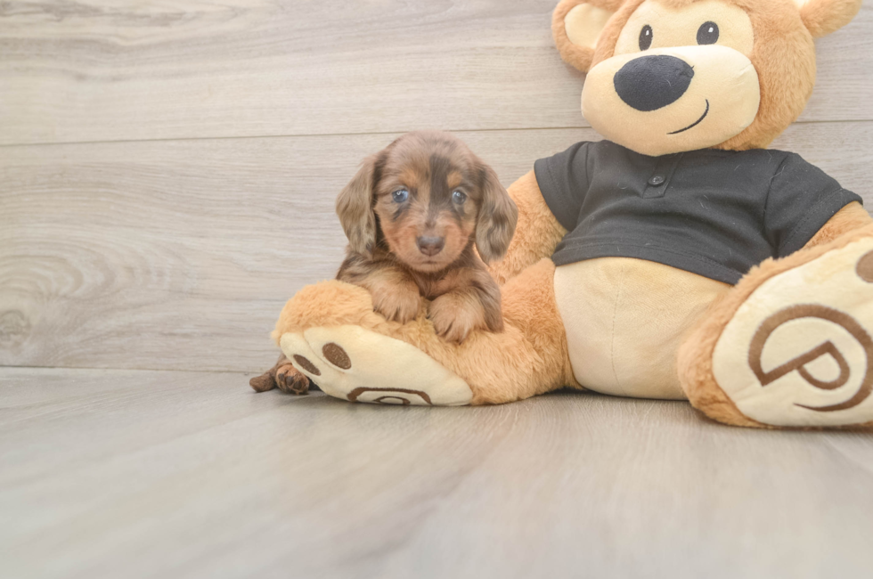 5 week old Dachshund Puppy For Sale - Seaside Pups