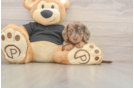 Cute Dachshund Purebred Pup