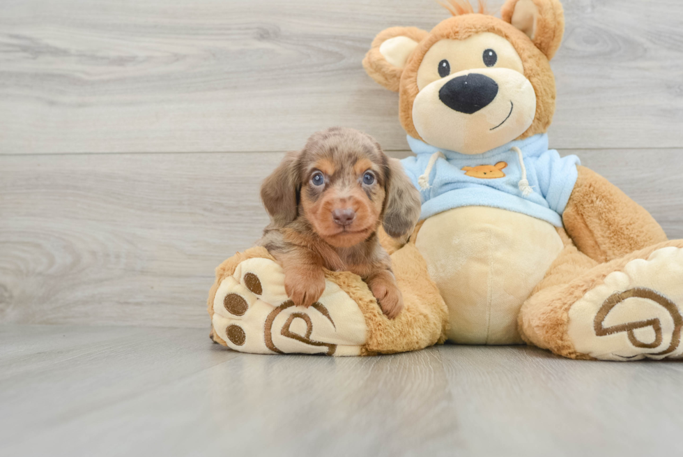 Cute Dachshund Purebred Pup