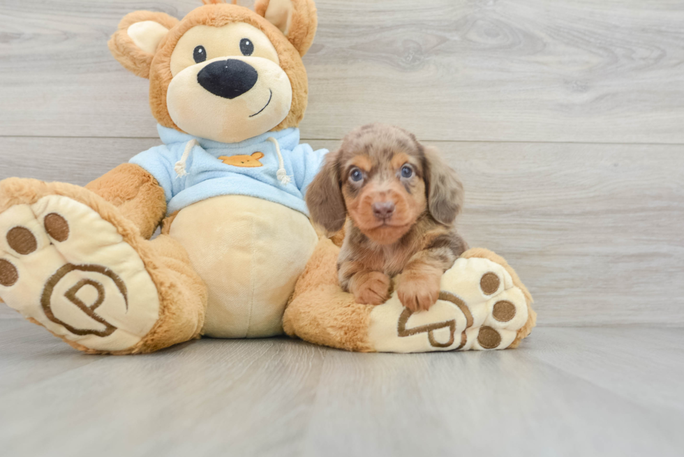 Cute Dachshund Purebred Pup