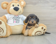 6 week old Dachshund Puppy For Sale - Seaside Pups