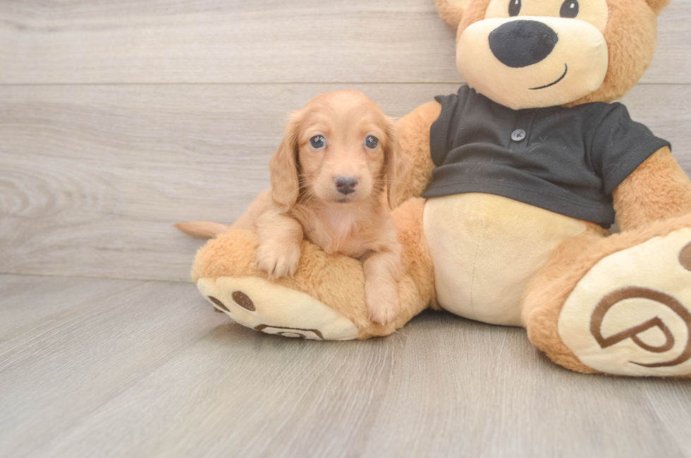 6 week old Dachshund Puppy For Sale - Seaside Pups