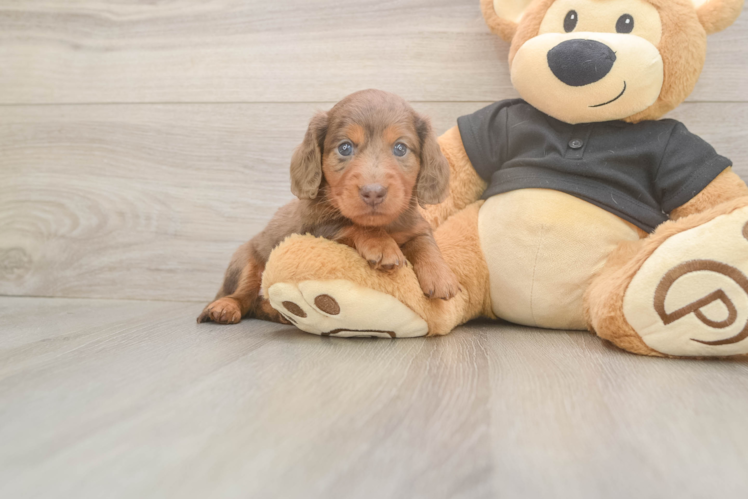 Cute Doxie Purebred Puppy