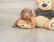 5 week old Dachshund Puppy For Sale - Seaside Pups