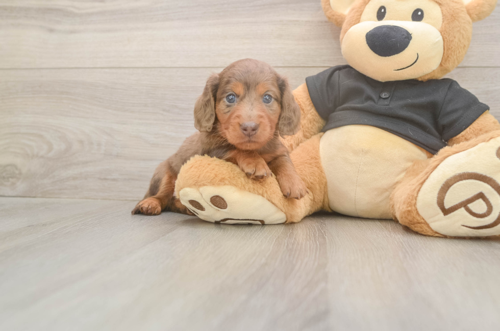 5 week old Dachshund Puppy For Sale - Seaside Pups