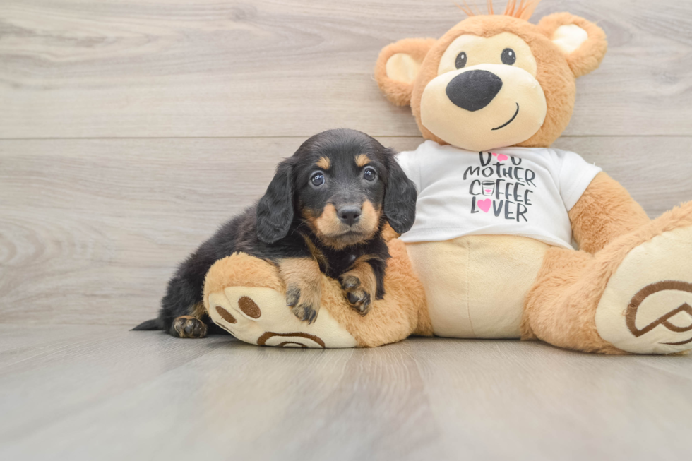 Dachshund Puppy for Adoption